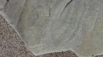 Bosnian Rosetta Stone C (detail)